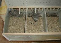 Nest